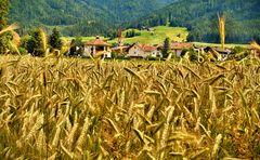 Il campo di grano