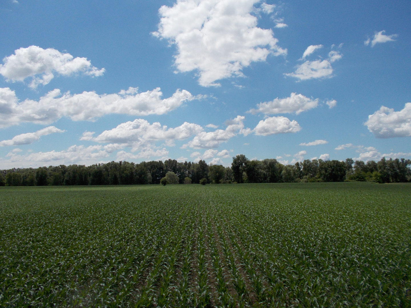 Il campo di granoturco