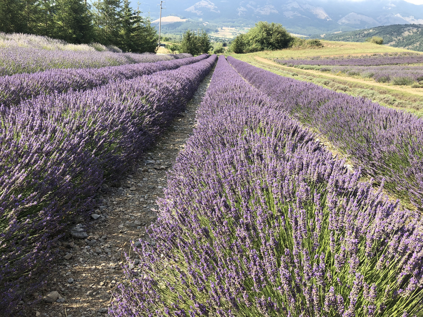 Il campo di lavanda