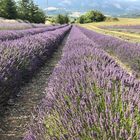 Il campo di lavanda