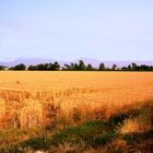 Il campo di pane.