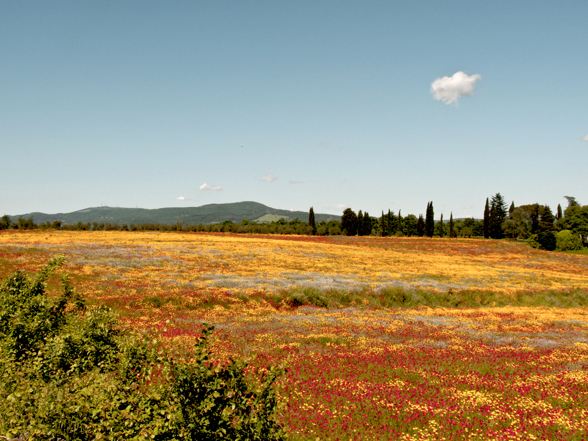 il campo fiorito e la nuvola che guarda