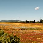 il campo fiorito e la nuvola che guarda