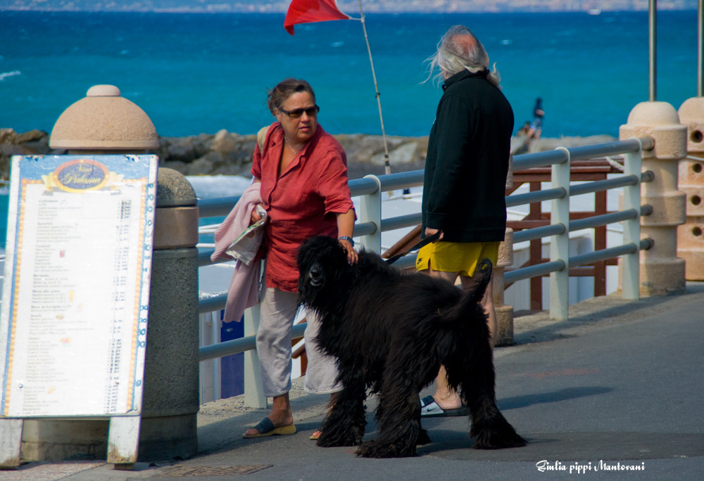 Il cane capellone