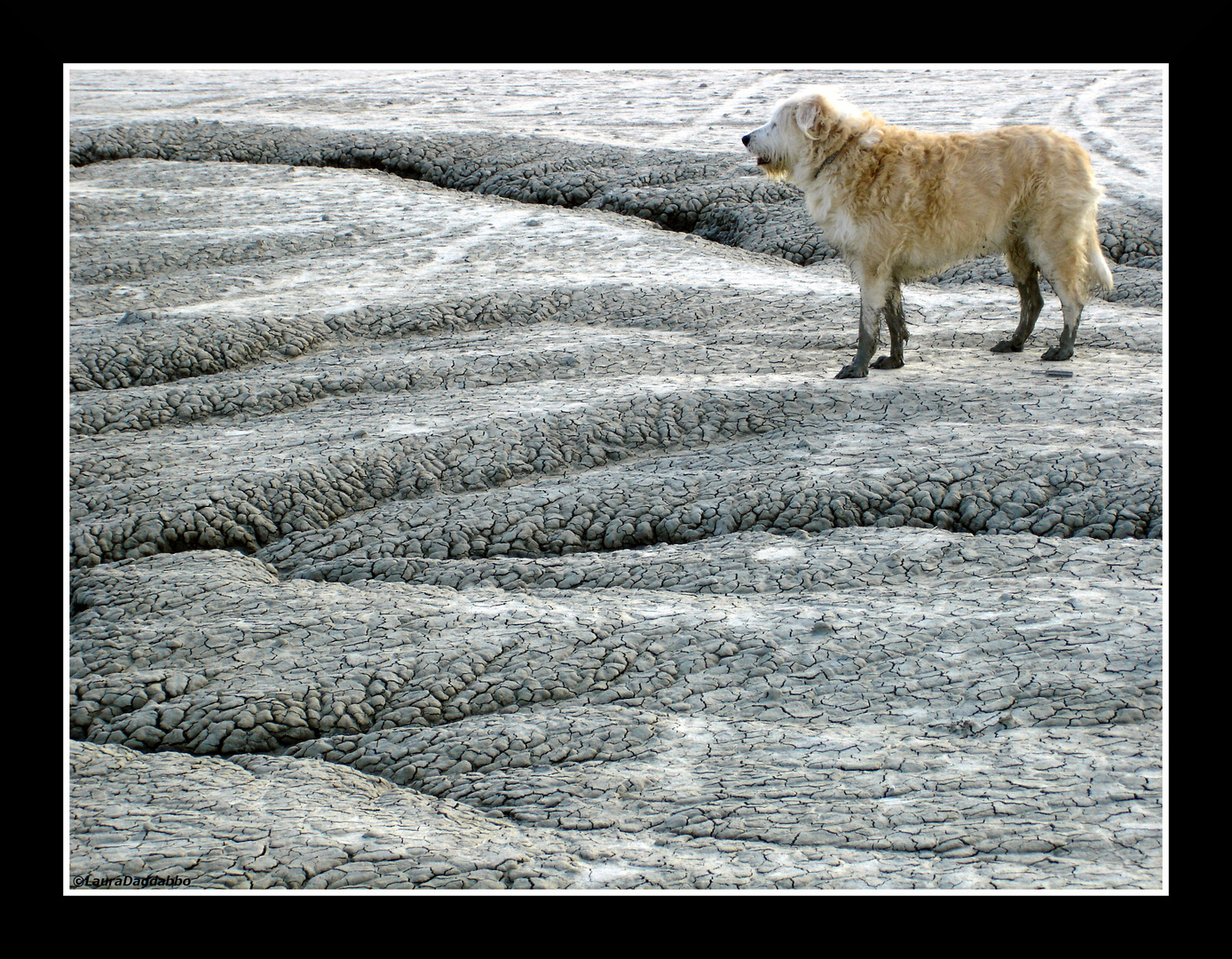 il cane che cadde sulla luna