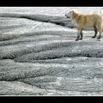 il cane che cadde sulla luna