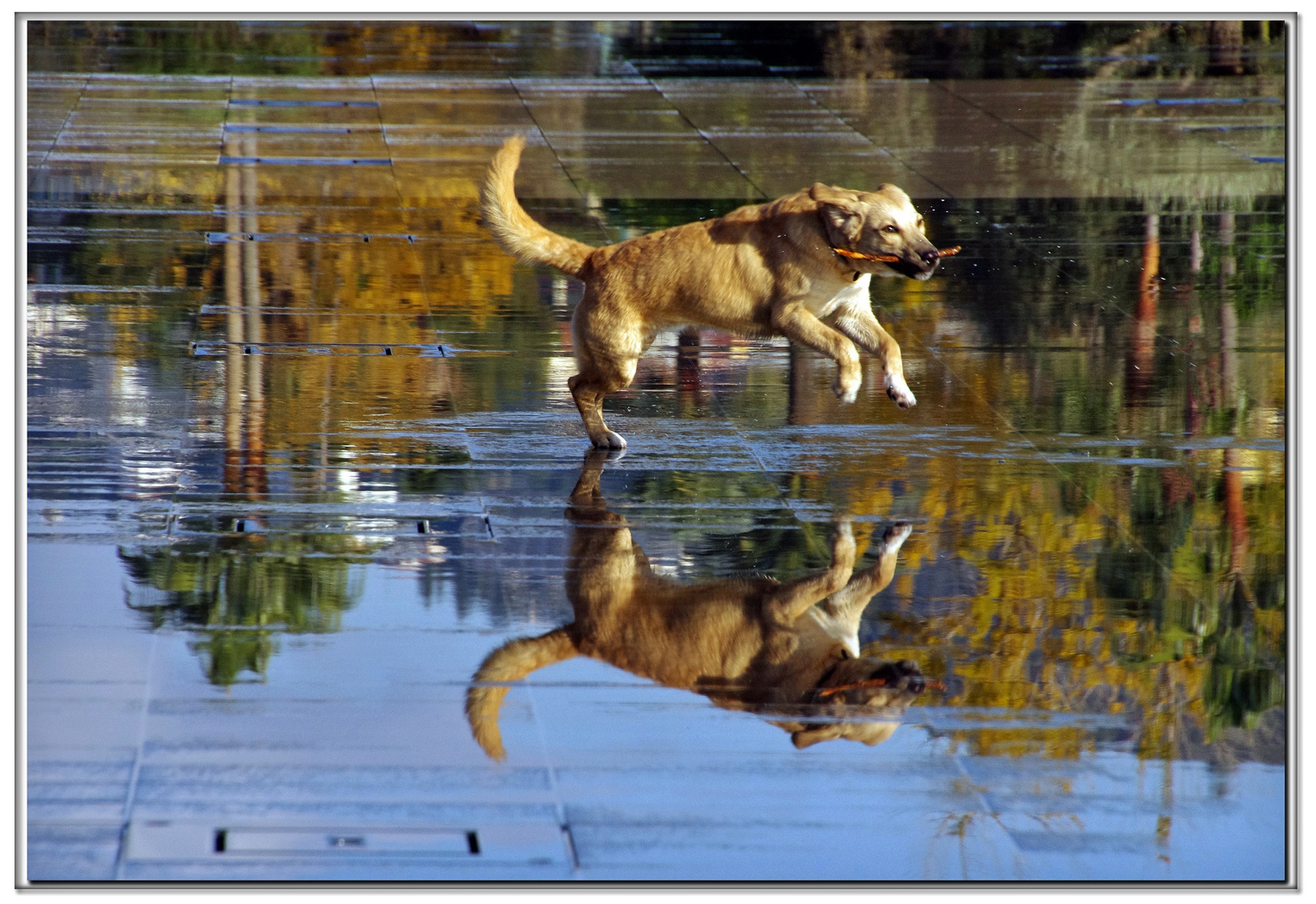 il cane che volava.....