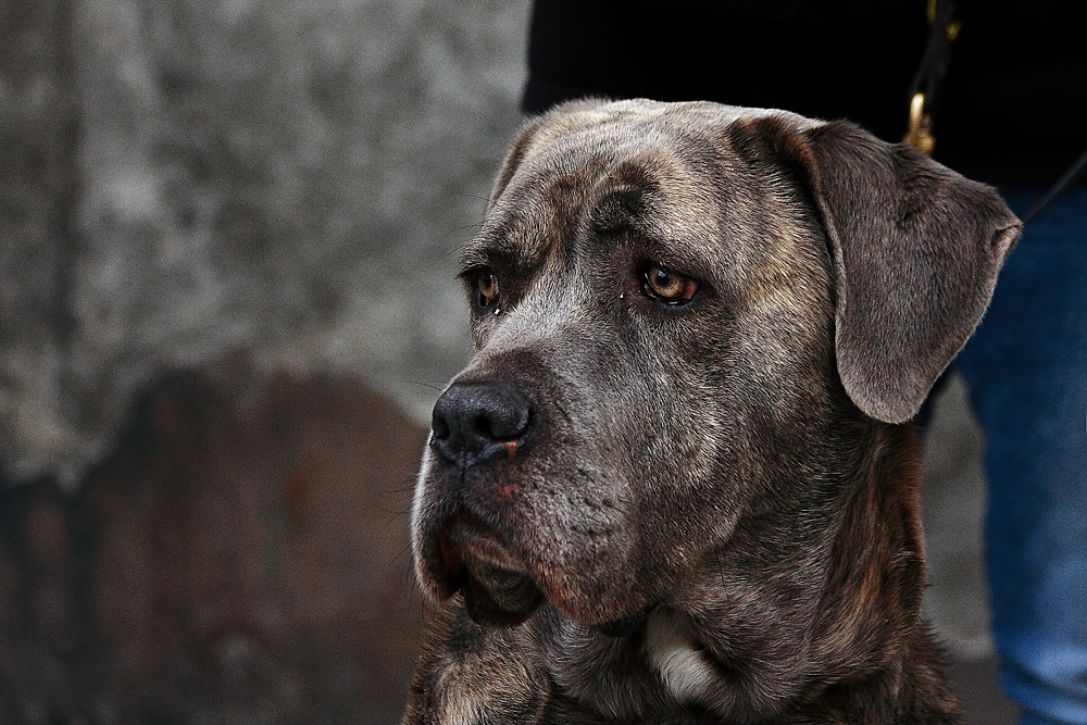 Il cane corso