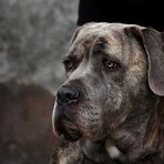 Il cane corso