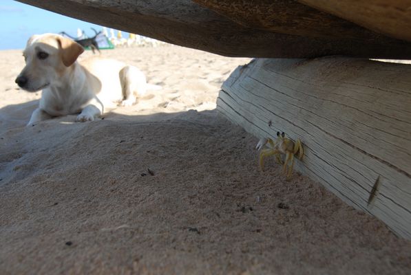 IL Cane e il Granchio