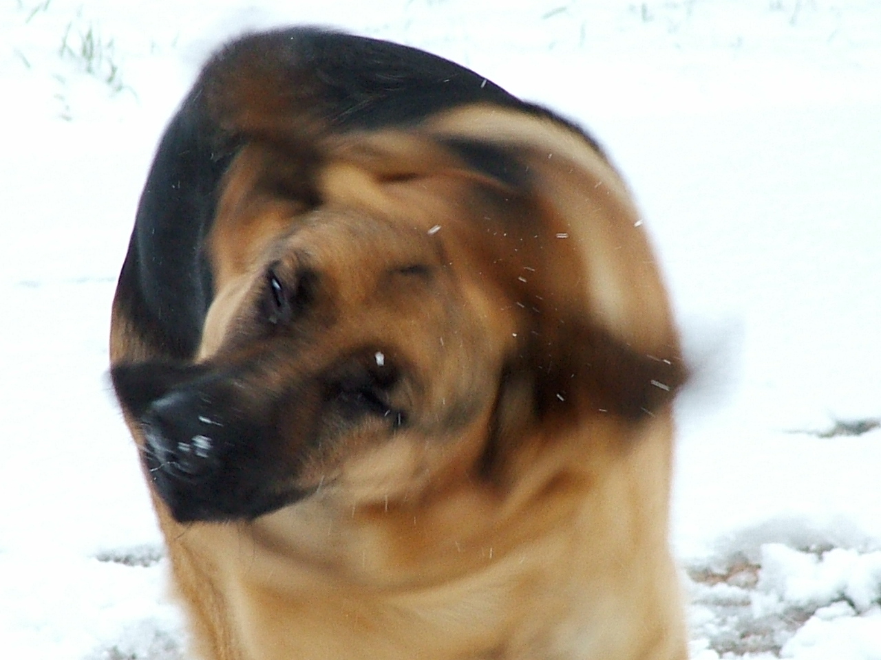 il cane e la neve...........