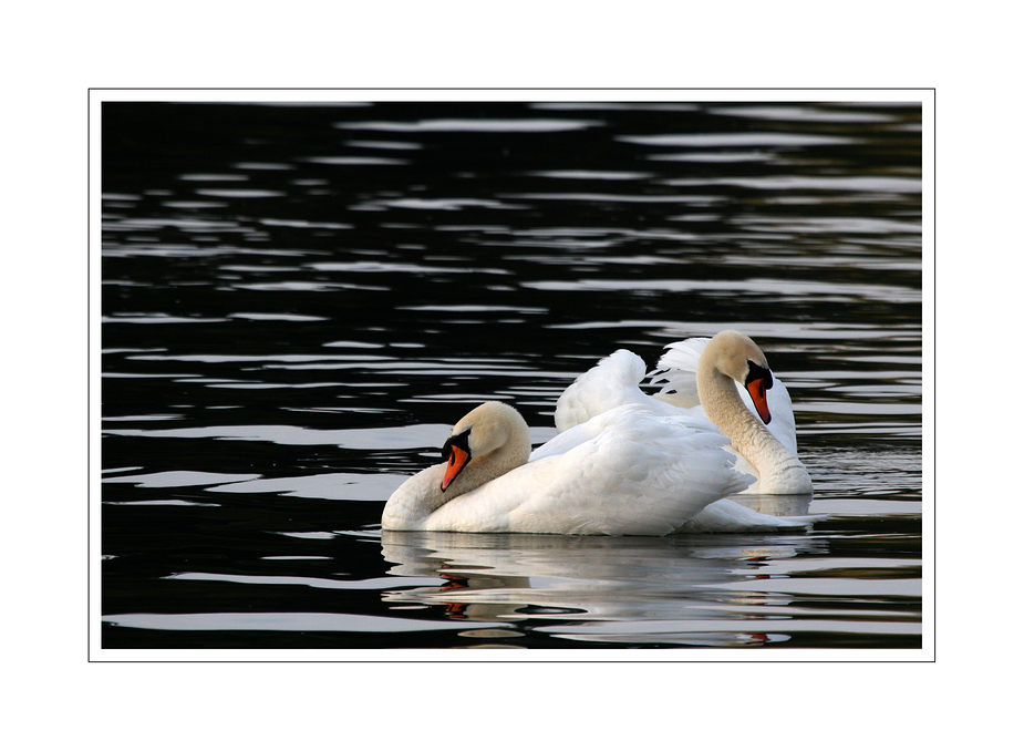 il canto del cigno :-)