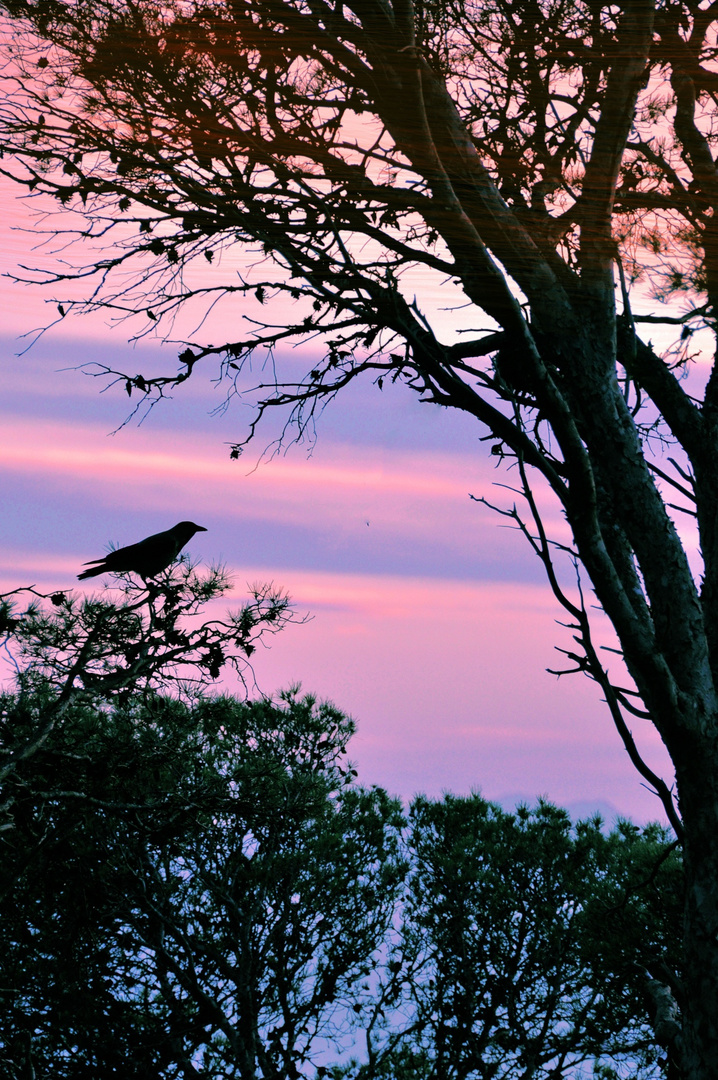 Il canto del merlo al tramonto