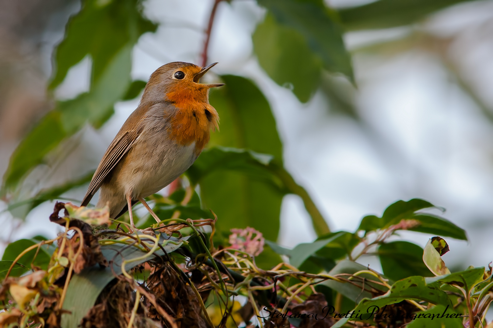 Il canto di Robin