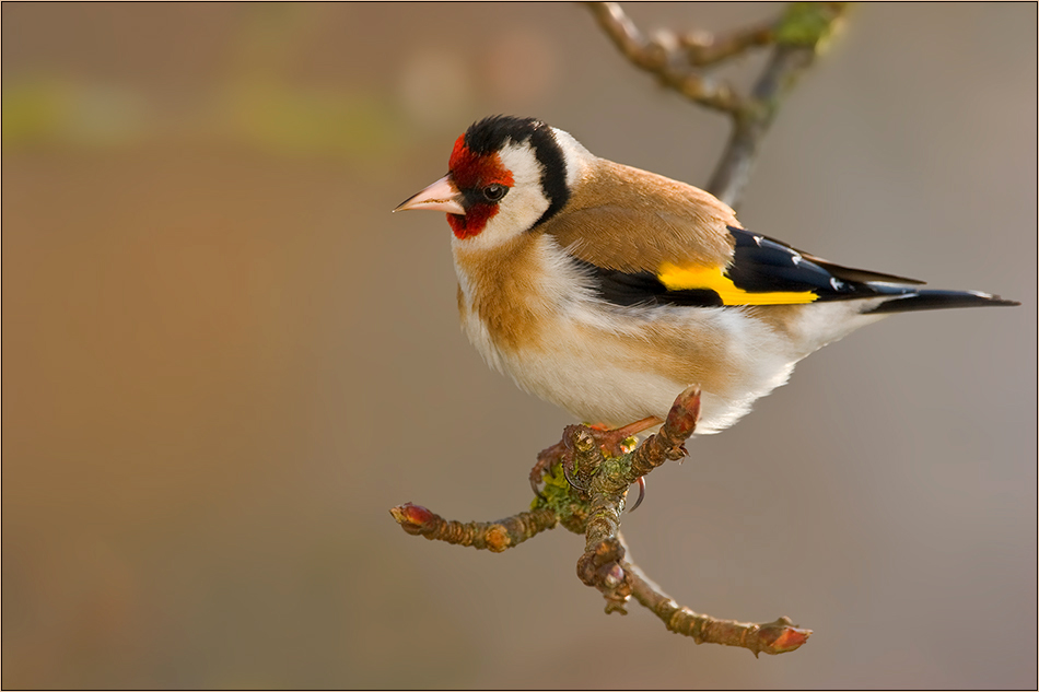 Il Cardellino (Carduelis carduelis)