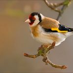 Il Cardellino (Carduelis carduelis)