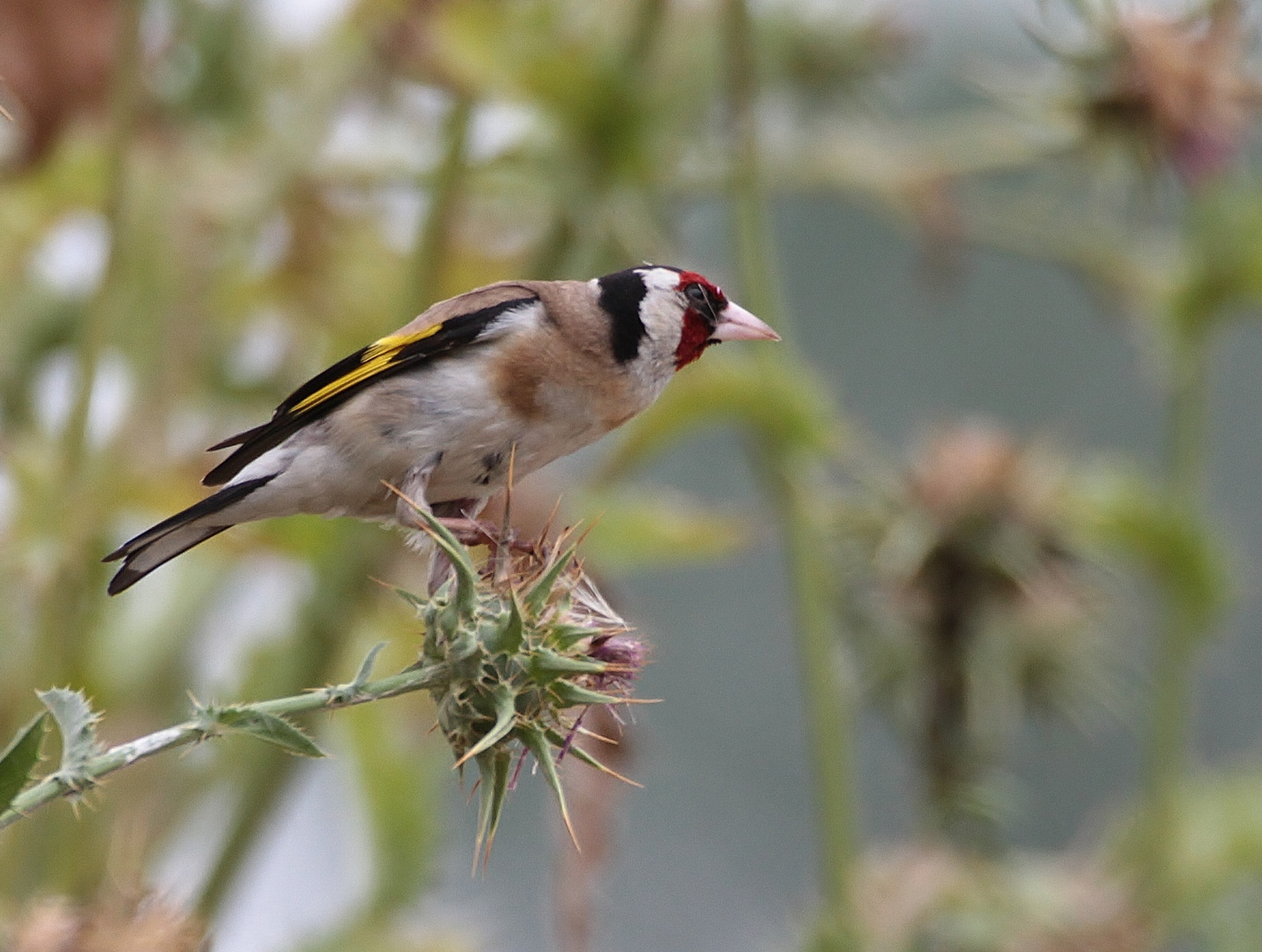 Il cardellino....sul cardo