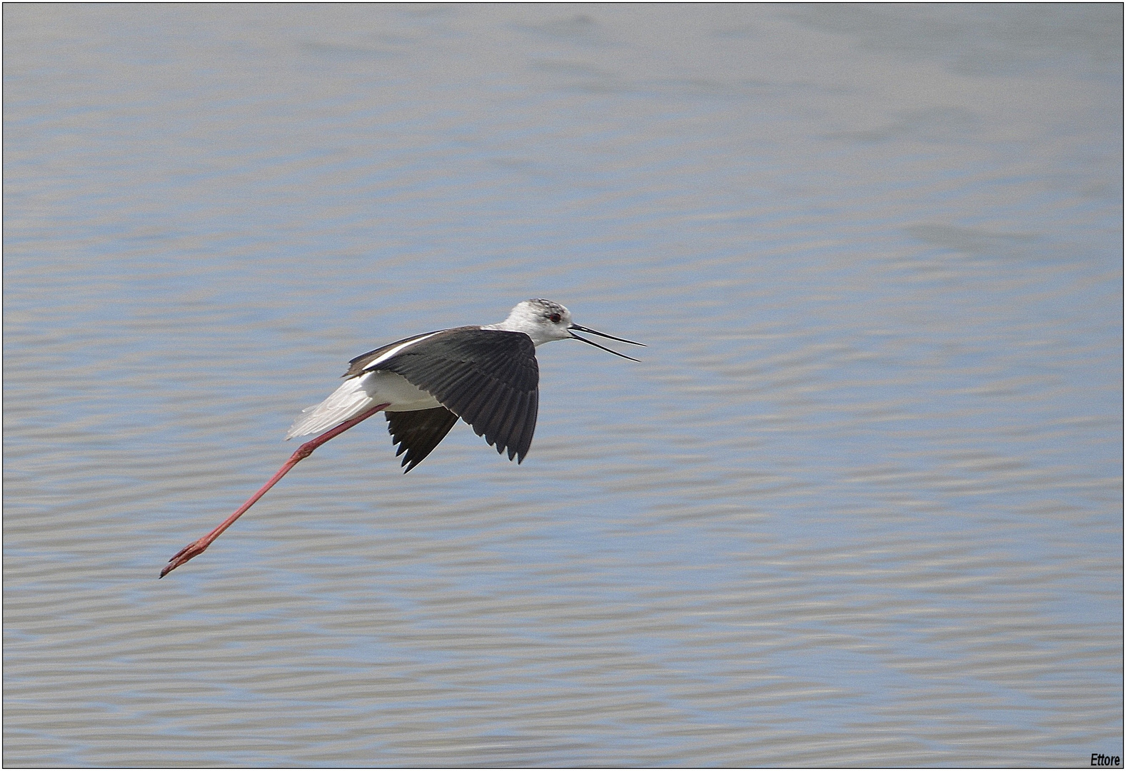 Il cavaliere in volo