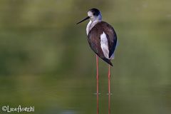 il cavaliere solitario