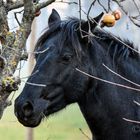 Il cavallino nella natura