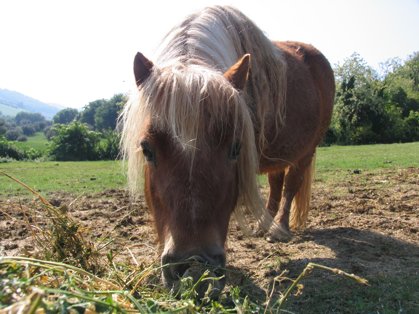 il cavallo