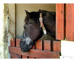 Il cavallo ammalato