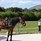 Il cavallo ed il bambino