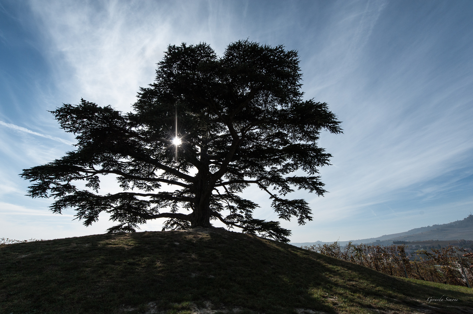 Il Cedro delle Langhe