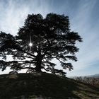 Il Cedro delle Langhe