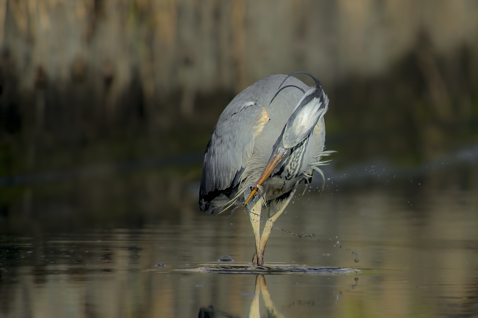 il cenerino a pesca