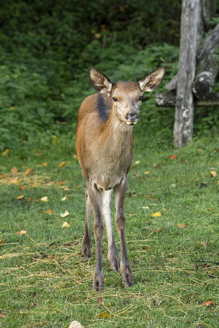 Il cerbiatto timido