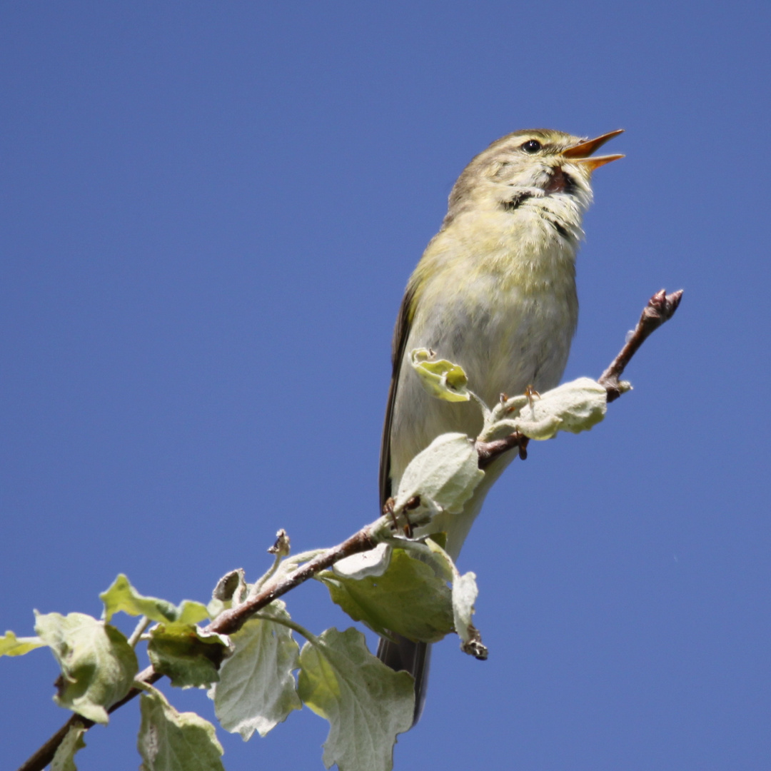 Il chante