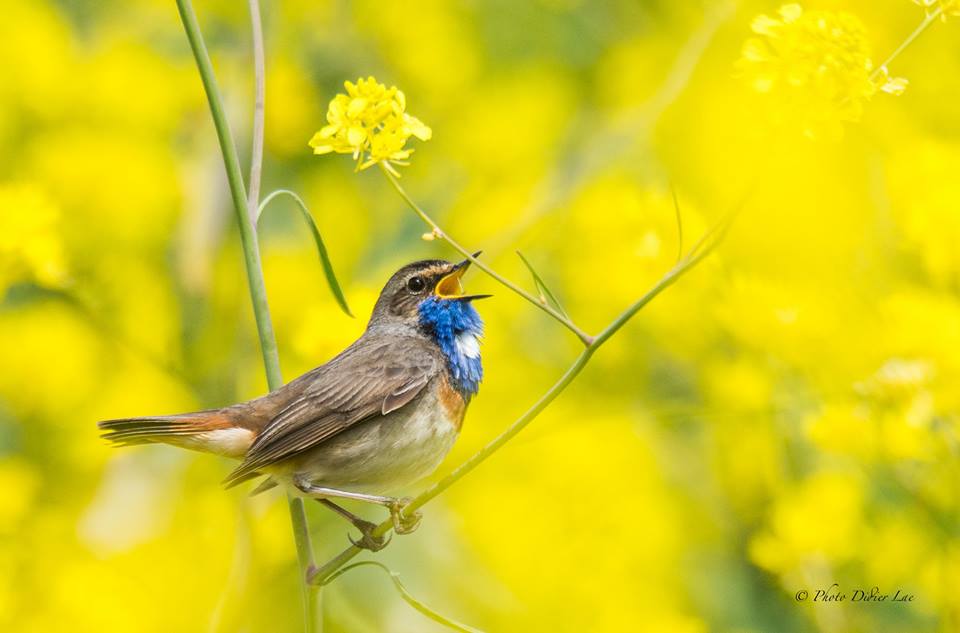 il chante pour attirer la femelle