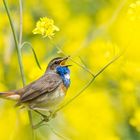 il chante pour attirer la femelle