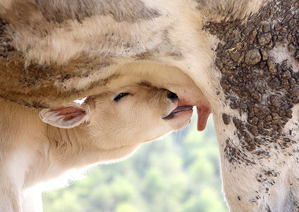 il chianino della chianina...