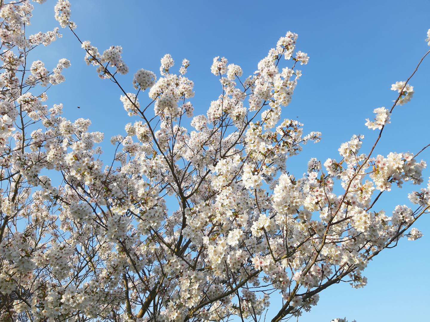 Il cielo fiorito