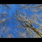 Il cielo nella foresta