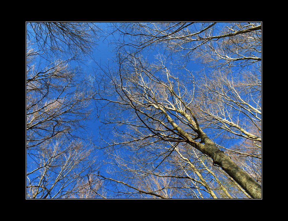 Il cielo nella foresta