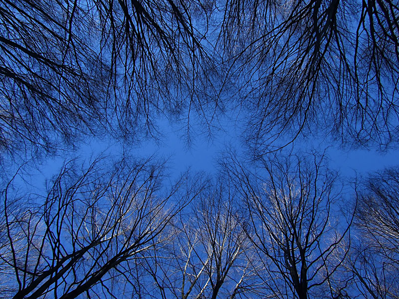 Il cielo tra i rami