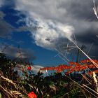 Il cielo visto dalla formica