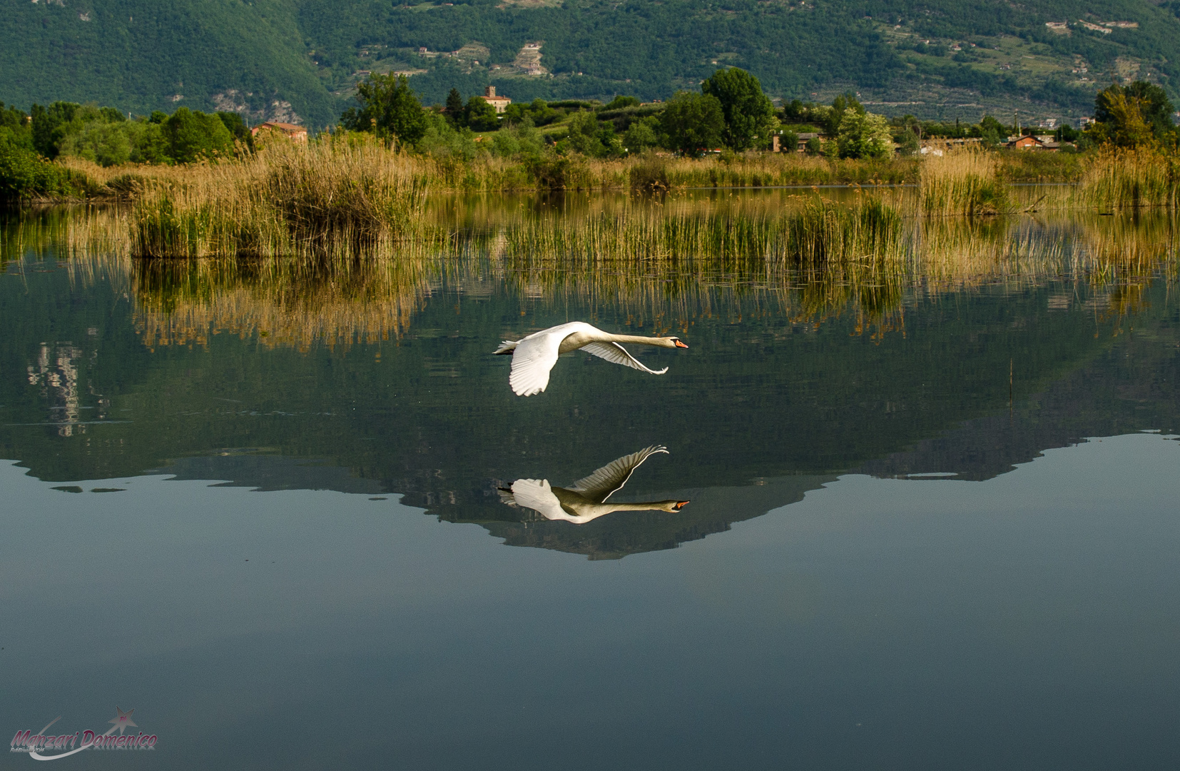 Il cigno