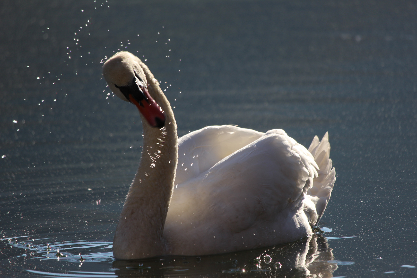 il cigno