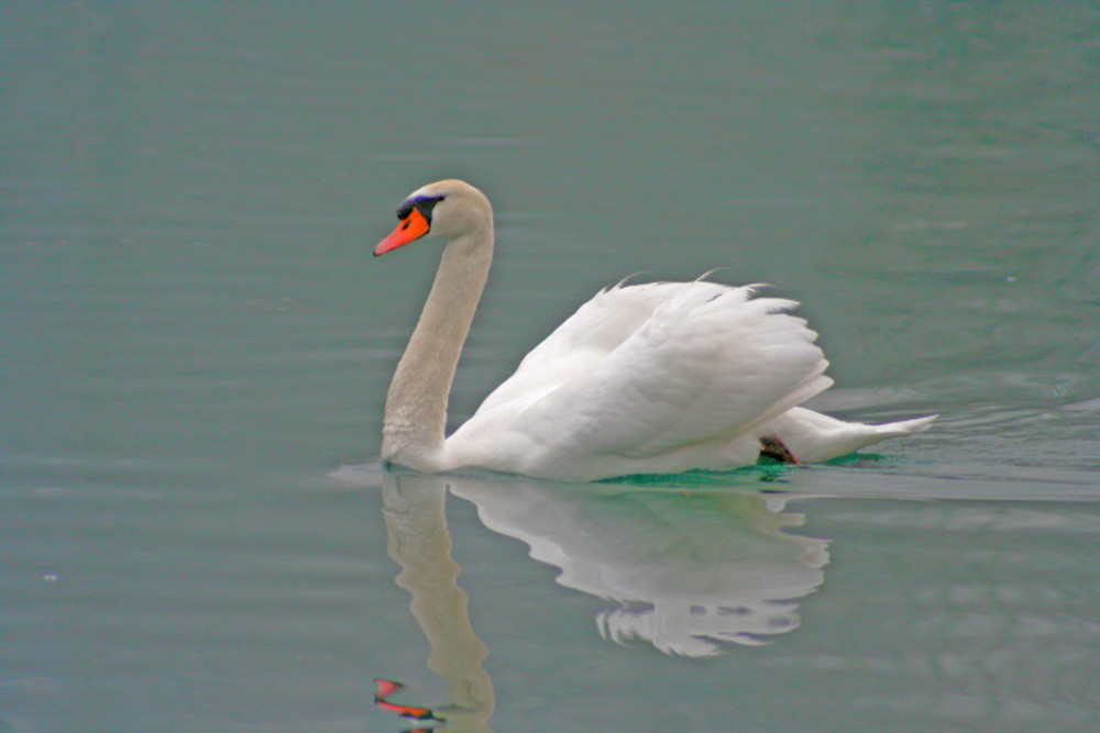 Il cigno