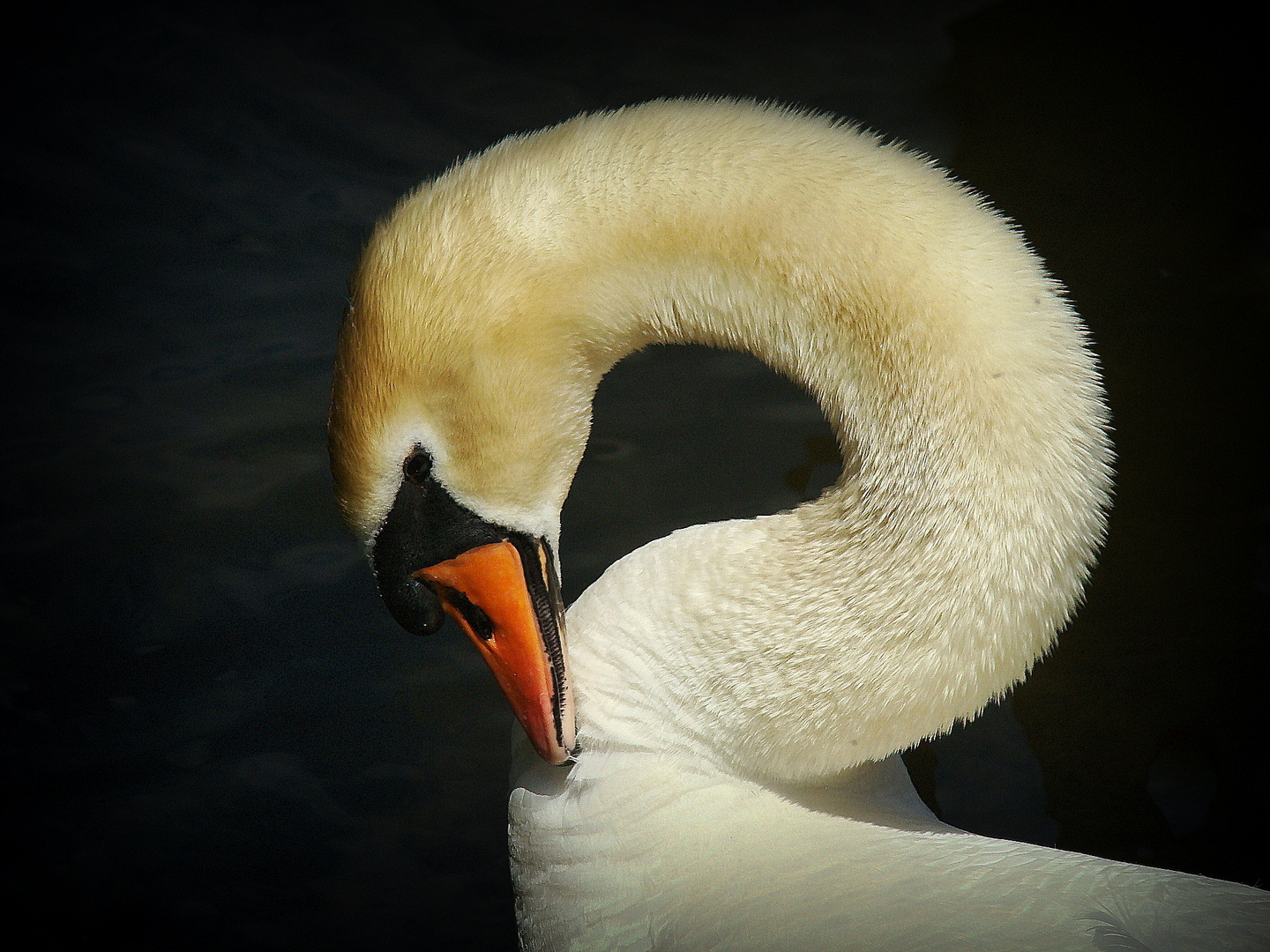 Il cigno