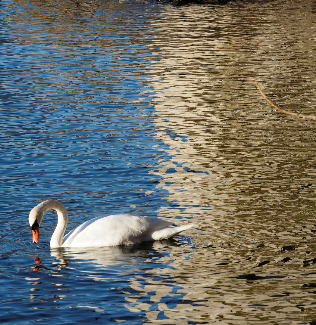 il cigno a pranzo