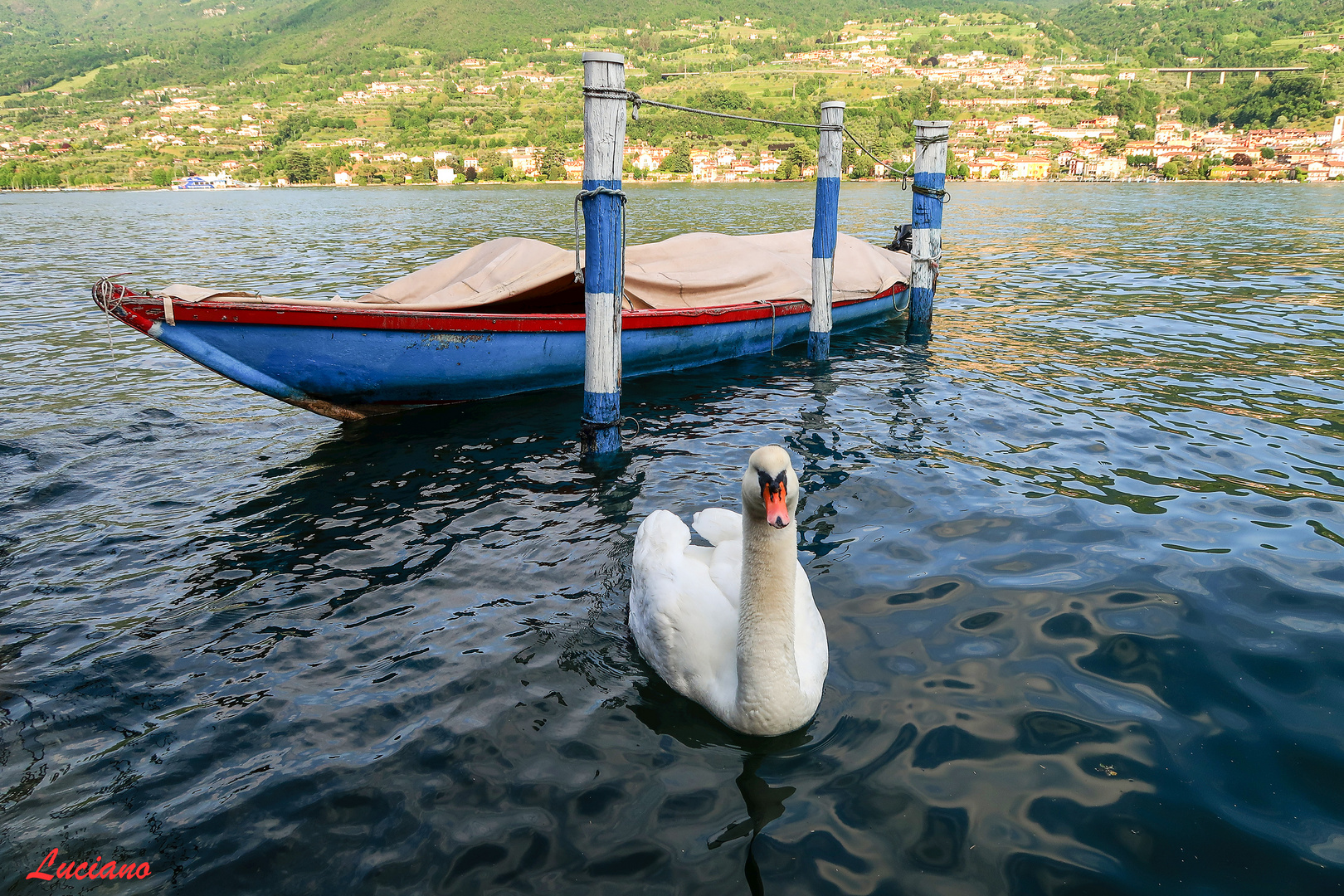 il cigno