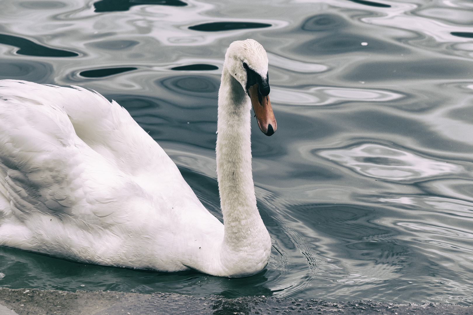 Il cigno, bellezza ed eleganza