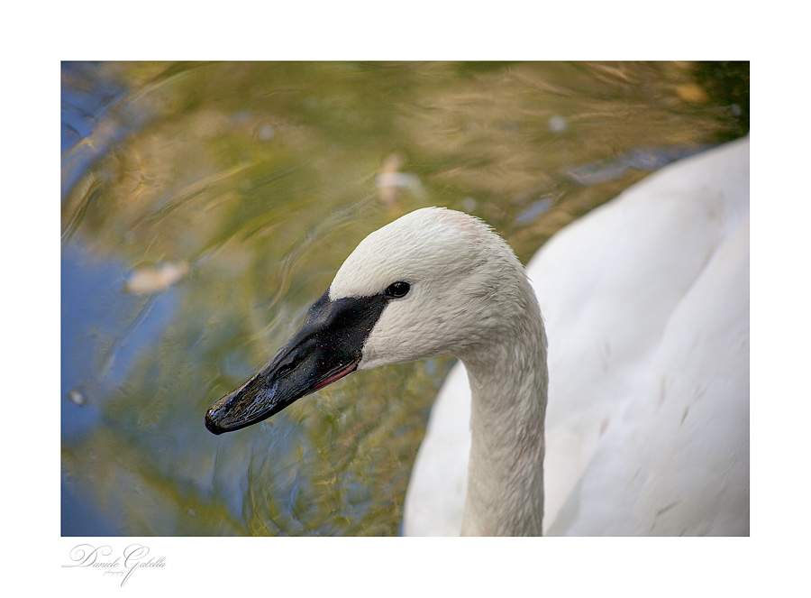 Il cigno