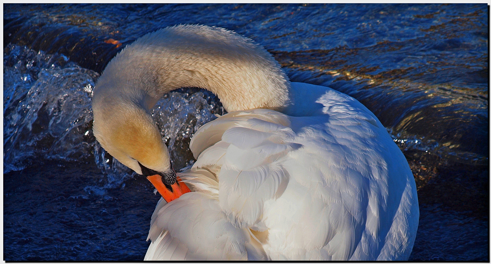 Il Cigno del lago...