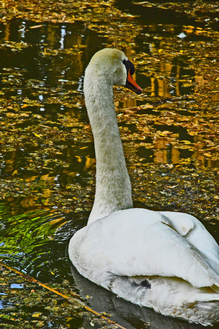 Il cigno del lago